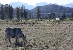 The Farmstead in Franschhoek