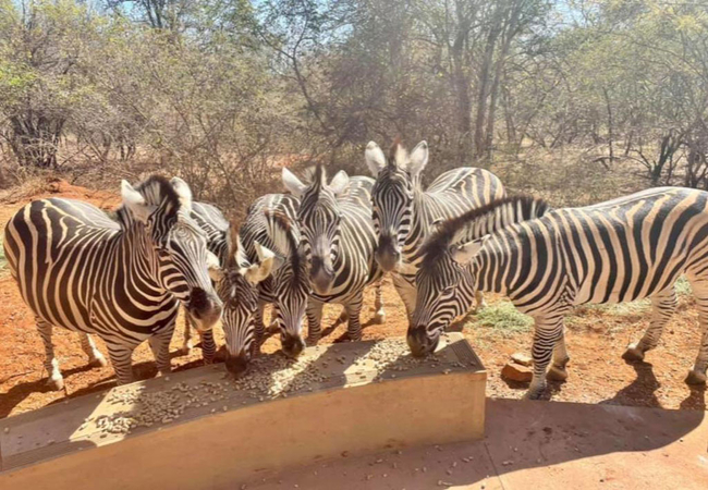 The Hedge @ Marloth Park