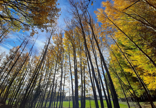 The Poplars