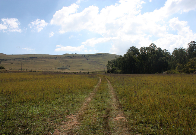 Walking on the farm