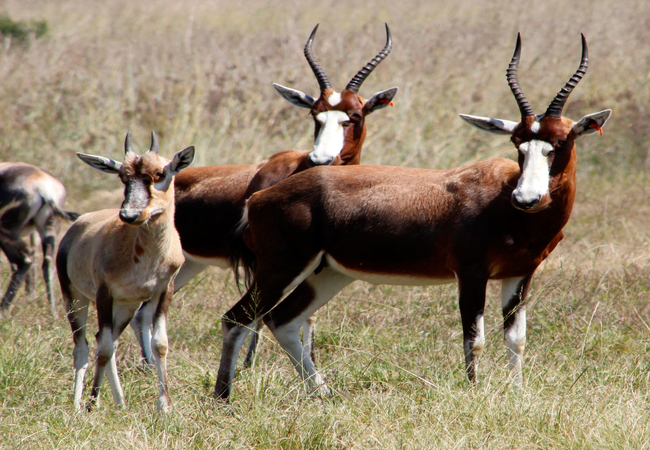 Our Blesbok