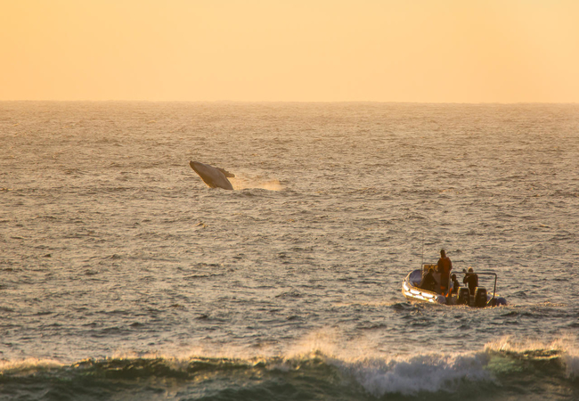 Thonga Beach Lodge