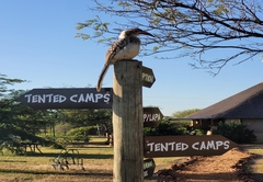 Thorn Tree Bush Camp 