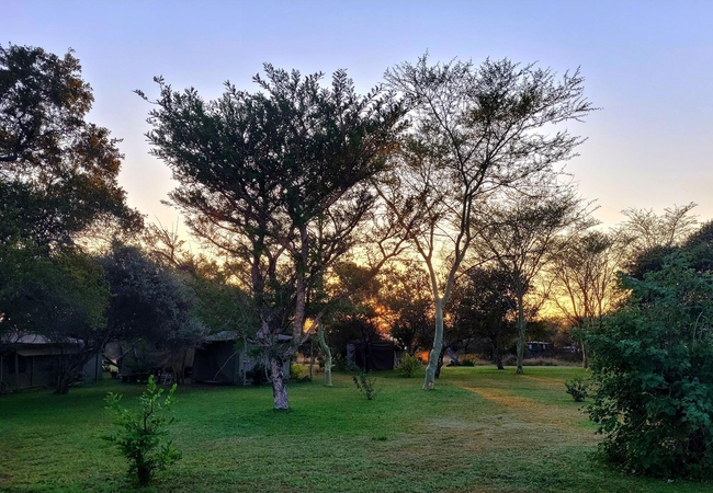 Thorn Tree Bush Camp 