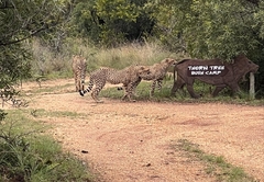 Thorn Tree Bush Camp 