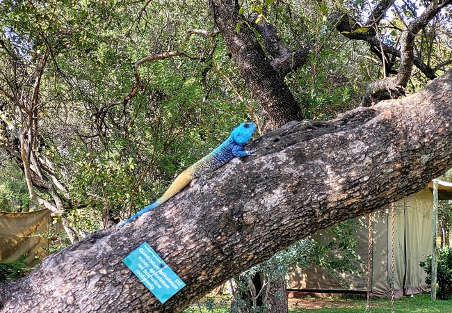 Thorn Tree Bush Camp 