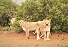 Thorn Tree Bush Camp 