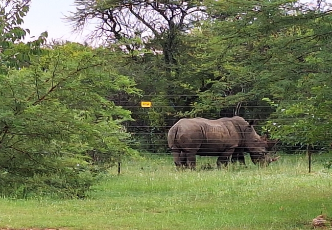 Elephant Root Luxury Tent