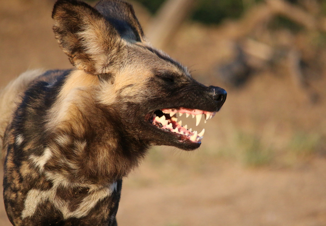 Thornybush Game Lodge