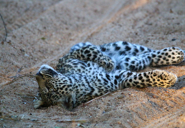 Thornybush Game Lodge