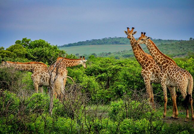 Thula Thula Giraffe