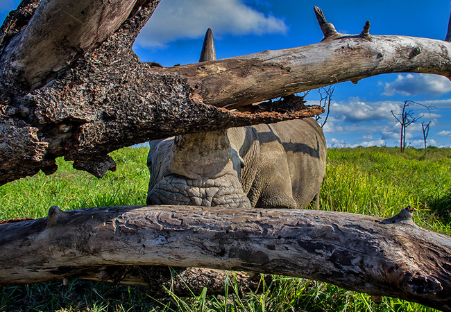 Thula Thula Rhino