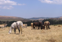 Tillietudlem Nature Reserve