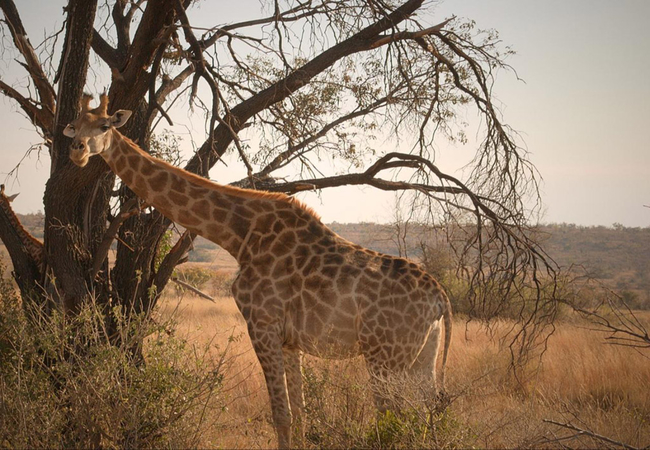 Tintswalo Waterberg