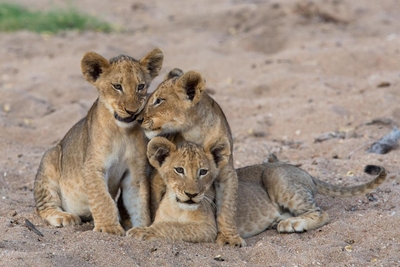 Tintswalo Safari Lodge