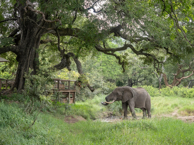 Tintswalo Safari Lodge