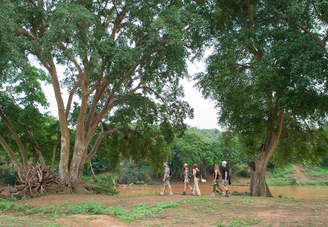 Bush Walks