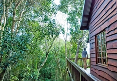 Tree Frog Forest Cabin