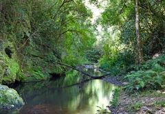 Moon Shine on Whiskey Creek 