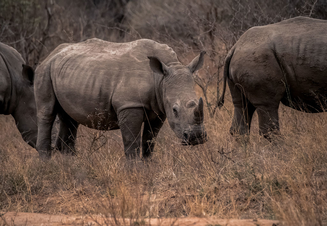 Game Drive and Wildlife