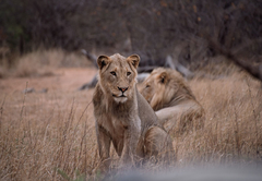 Game Drive and Wildlife