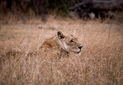 Game Drive and Wildlife