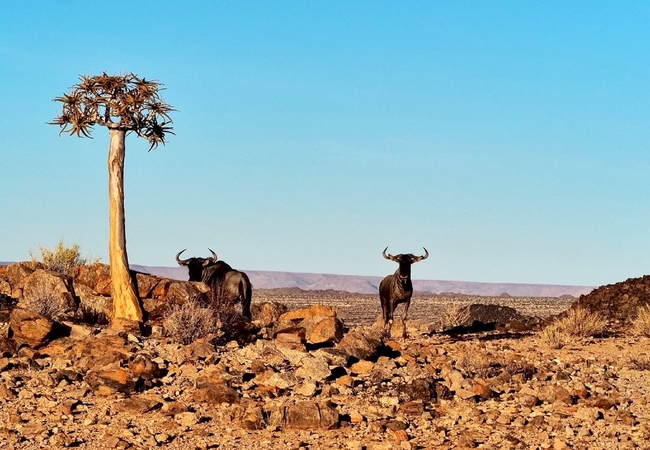 Tutwa Desert Lodge