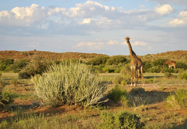 Tutwa Desert Lodge