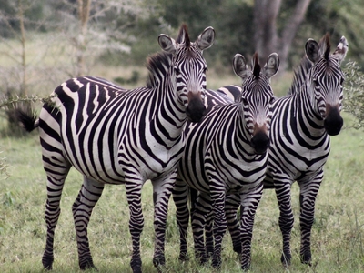 Ubizane Zululand Safari Lodge