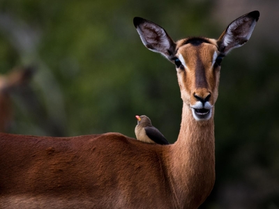 Ubizane Zululand Safari Lodge