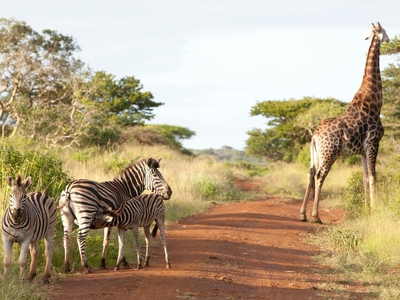 Ubizane Zululand Safari Lodge