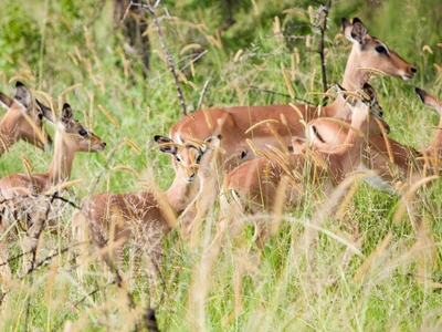 Ubizane Zululand Safari Lodge