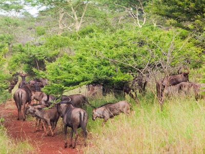 Ubizane Zululand Safari Lodge