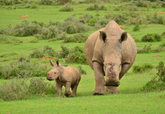 Kariega Ukhozi Lodge