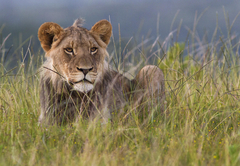 Kariega Ukhozi Lodge