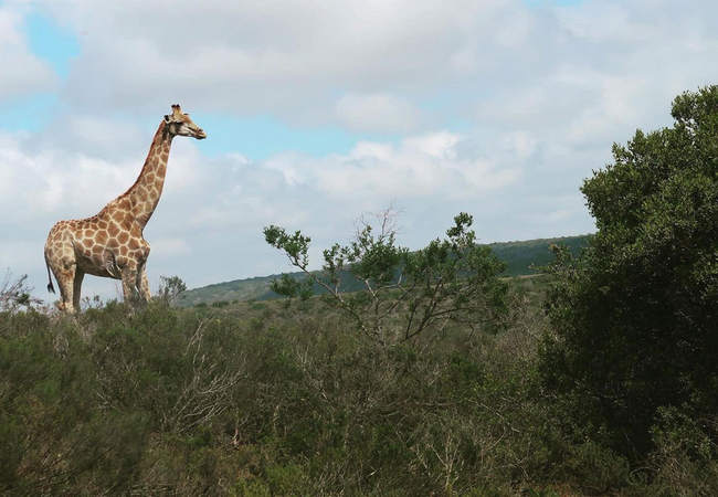 Umbono Private Game Lodge