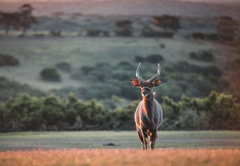 Umbono Private Game Lodge