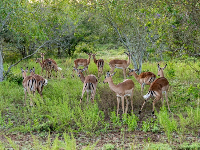 Umfomothi Lodge