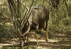 Nature trails: Nyala