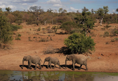 Umlani Bushcamp