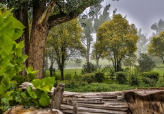 Mangrove View