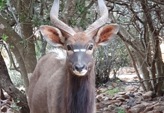 Valley Bushveld Country Lodge