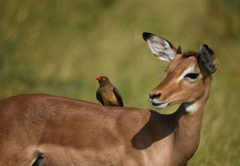 Game Viewing