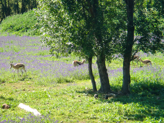 Vindoux Guest Farm