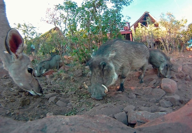 Kudus and Warthogs visiting Warthog Lodge