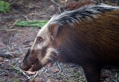 Bush Pig at Warthog Lodge