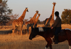 Horse riding with giraffe