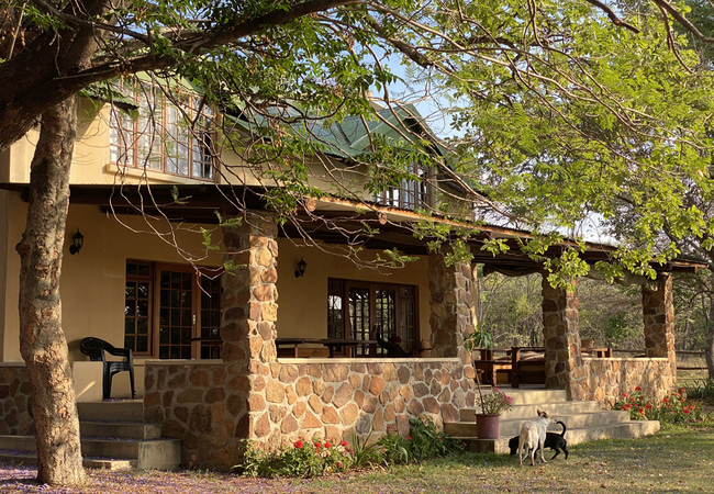 Bushwillow Cottage under a Bushwillow Tree