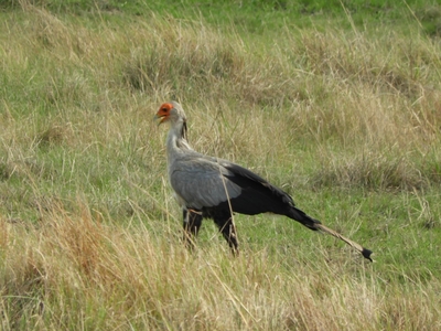 Wetlands Game Lodge