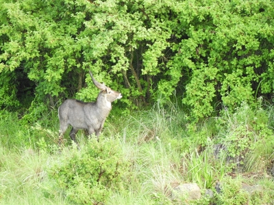 Wetlands Game Lodge